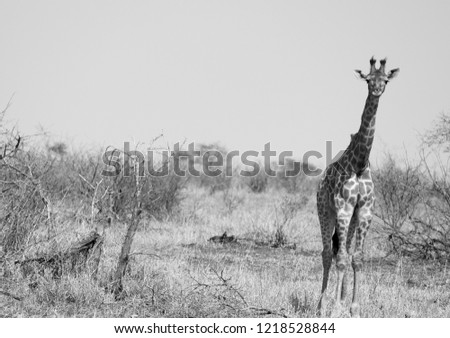 Giraffe Portrait in Black and White