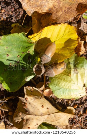 acorn nut at thanksgiving fall color leaves at sunny day in germany countryside