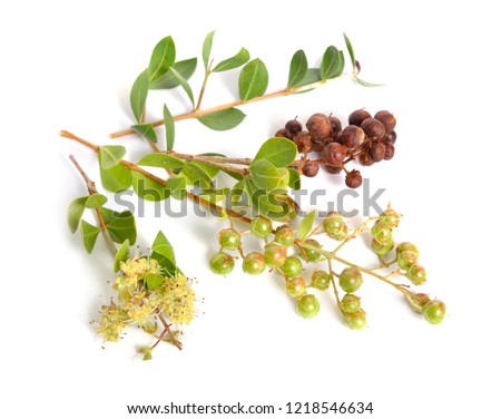 Lawsonia inermis, also known as hina or henna tree or mignonette tree and Egyptian privet. Isolated.
