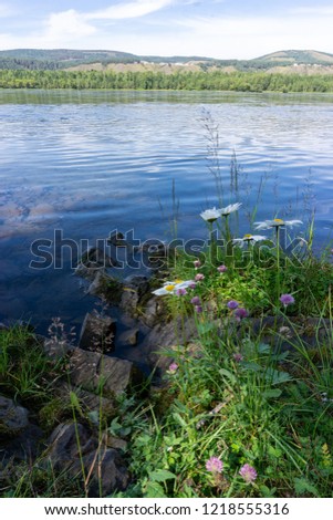 summer evening on the Bank of the Siberian river with daisies