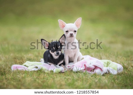 Chihuahua puppies sitting on the plaid