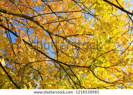 Golden maple tree at autumn