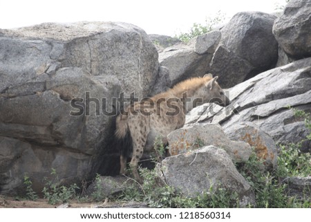 Hyena in the african landscape