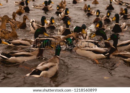 a large flock of ducks swims in the pond