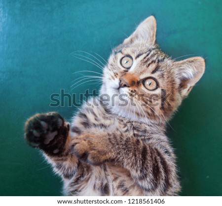 Handsome cat waving his paw on green blue background  background.