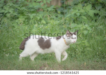 White cat with brownheart pattern on body. Cat walking on green grass.tone soft mint.