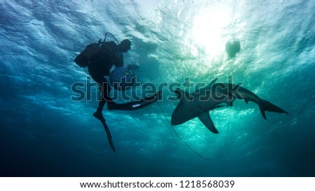 Dive guide attracting a black-tipped shark with a ball full of bait. Protea Banks. South Africa