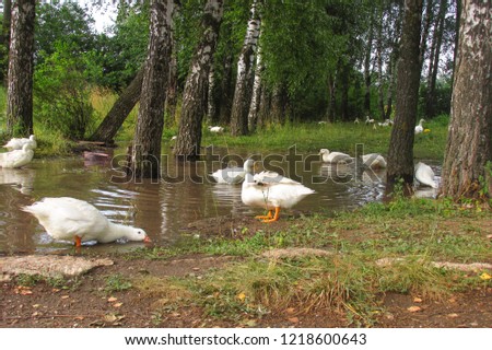 Ducks swimming in a puddle