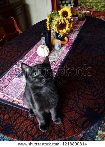              A black female kitten on a table decorated for Halloween, Indoor plants (Sunflower) in background             