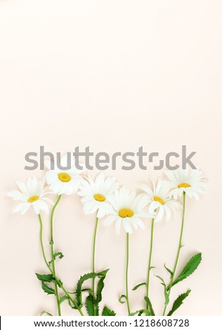 Flowers composition background. bouquet of flowers camomiles on pale beige background. Flowers frame. Valentine's day, women's day concept.Top view. Copy space