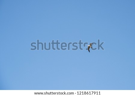 Seagull Bird in Abu Dhabi flying high against blue sky