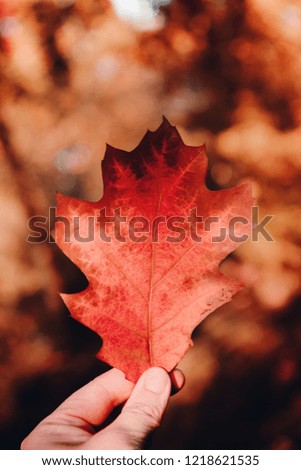 Red colorful autumn oak leaves on a tree at colorful bright fall sunlight with moody background