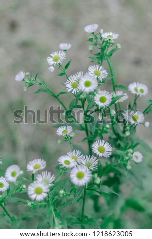 small daisies, a bouquet of flowers