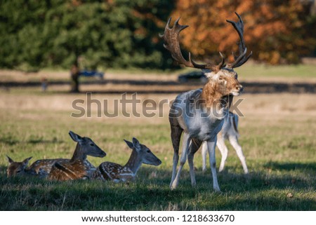 Autumn Deer in Richmond Park,London