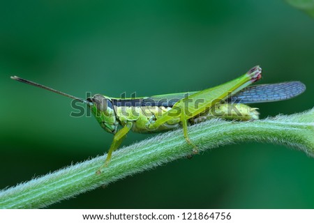grasshopper in nature,