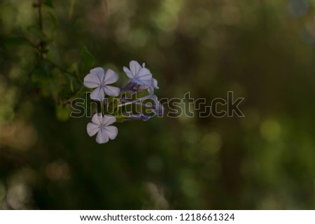 soft focus floral garden concept of small pink flowers natural environment and unfocused green background, copy space