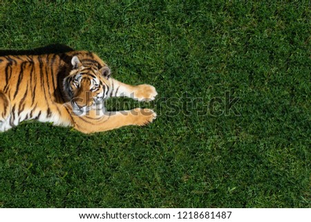 Ttiger lies on the grass and looks up.Top view.Wild animal  background with copy space
