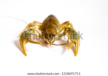 
Lively Liman blue cancer on a white background isolated