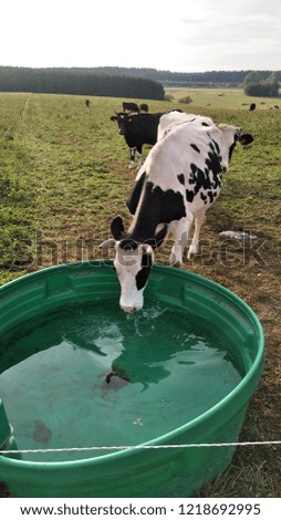 Cow drank water in Belgian countryside and this picture is summer.