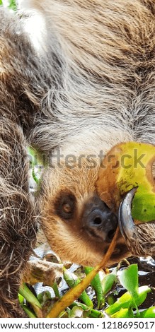 A sloth eating leaves. 