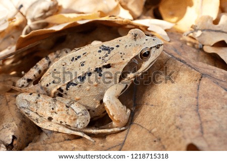 autumn frog in the leaves masked, yellow frog in the forest