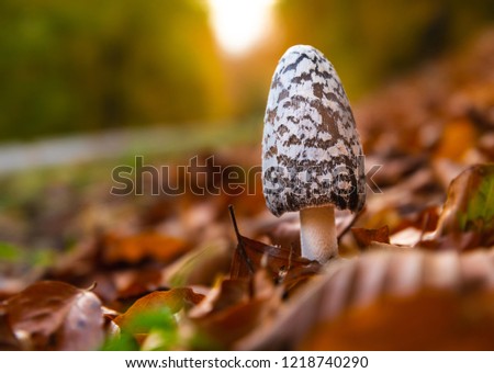 The mushroom is called Shaggy Ink Cap or Lawyer's Wig for the most part but 
sometimes even  Shaggy Mane (Coprinus comatus) 
The picture is taken in the fall 
with all autumn colors and leaves