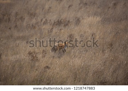  field with a fox