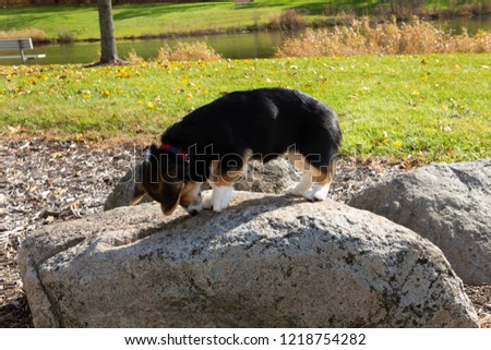 Cute Tricolor Pembroke Corgi playing and climbing on a rock in a wisconsin park in the fall.