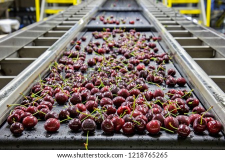 Red ripe cherries on a wet conveyor belt in a packing warehouse for export Royalty-Free Stock Photo #1218765265