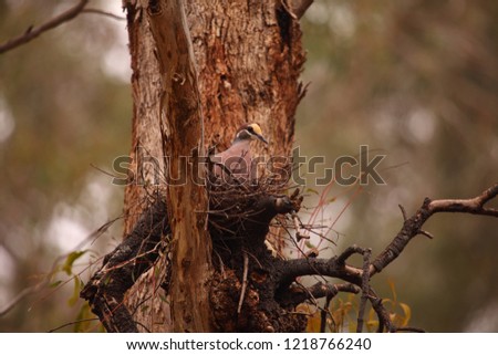 A Common Bronzewing pigeon nesting on a mistletoe plant