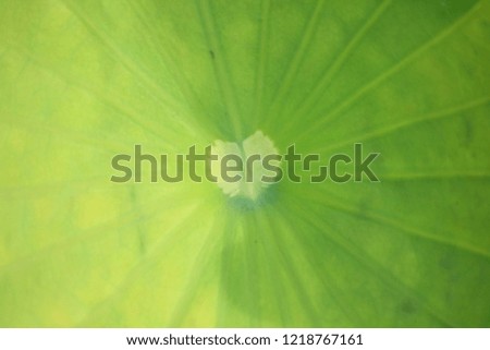 Green leaf lotus, close up on Green background.