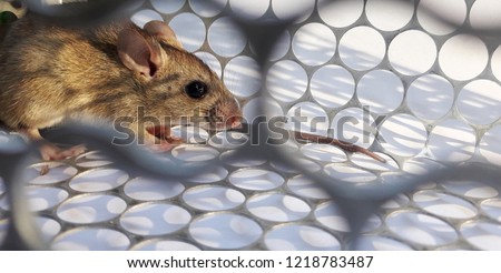 Rat in cage mousetrap on white background, Mouse finding a way out of being confined, Trapping and removal of rodents that cause dirt and may be carriers of disease, Mice try to find freedom Royalty-Free Stock Photo #1218783487