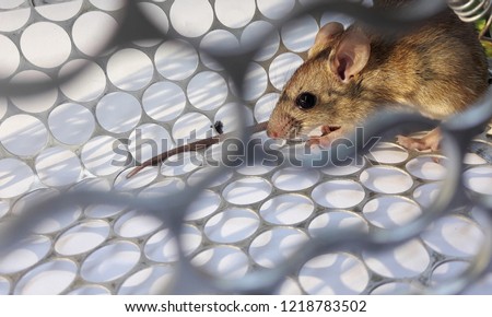 Rat in cage mousetrap on white background, Mouse finding a way out of being confined, Trapping and removal of rodents that cause dirt and may be carriers of disease, Mice try to find freedom Royalty-Free Stock Photo #1218783502