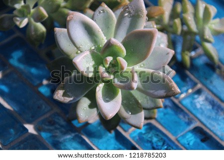 Green succulent on turquoise blue glass tile on sunny day.