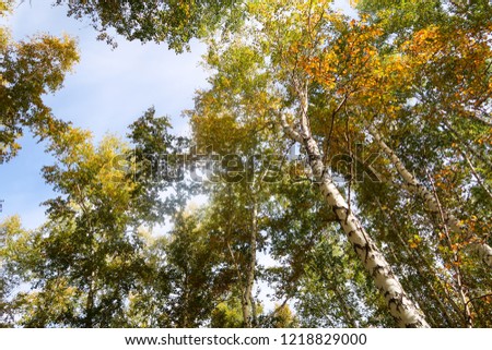 birch forest view to the sky, autumn nature