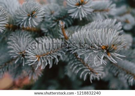 Close-up of a branch of a blue christmas tree, background for a Christmas card. Background from the branches of a natural Christmas tree.