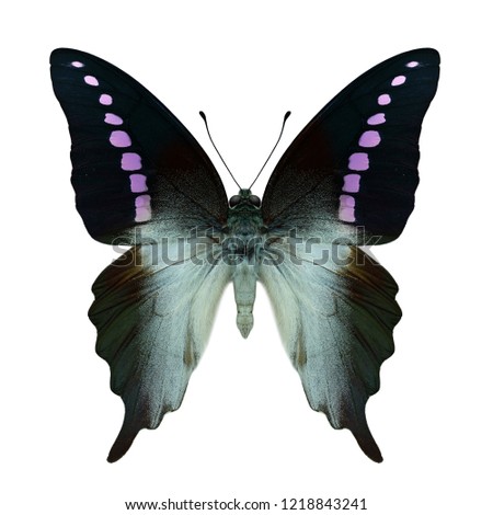 Beautiful fancy purple spots swallowtail butterflies by color transparency from original profile, exotic animal
