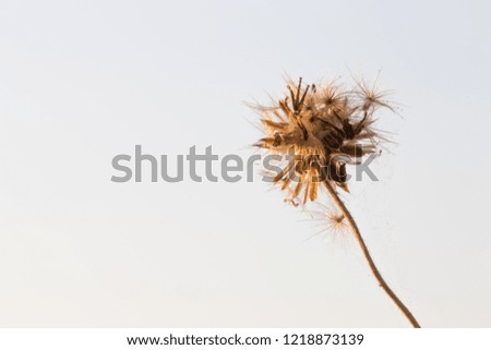 Dry Grass,Macro Dry Grass
