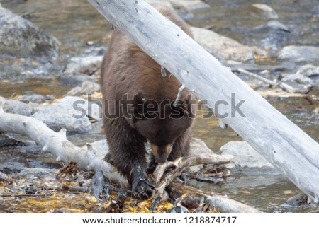 Big Brown Mother Bear Foraging For Salmon in Taylor Creek