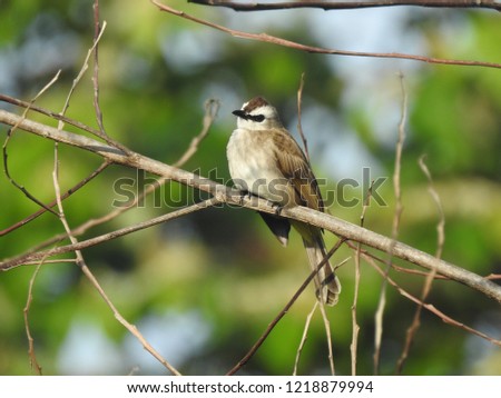 The bulbuls are a family, Pycnonotidae, of medium-sized passerine songbirds. Many forest species are known as greenbuls, brownbuls, leafloves, or bristlebills.