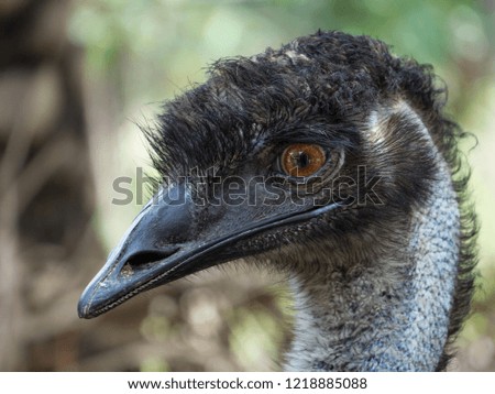 close up emu, Emu Australian Wildlife.