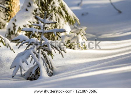 Beautiful amazing Christmas winter mountain landscape. Small young green fir trees covered with snow and frost on cold sunny day on clear white snow and blurred tree trunks copy space background.