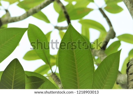 Green leaf is a texture background.