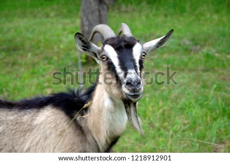Organic farming.  A gray goat with large horns. Portrait of a goat on a green background