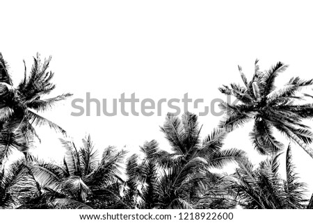 Abstract black and white bottom view sensitive focus coconut trees with green leaves and fruit on white background isoaled, beautiful nautre on beach, holiday and happy time concept