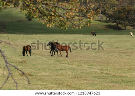 Wild horses in nature. Autumn colors.Artvin/Savsat