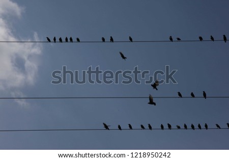 pigeons on electrical wires.turkey
