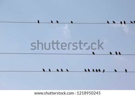 pigeons on electrical wires.turkey