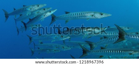 Large School of Chevron Barracuda fish or Sawtooth Barracuda (Sphyraena putnamae), Indonesia Royalty-Free Stock Photo #1218967396
