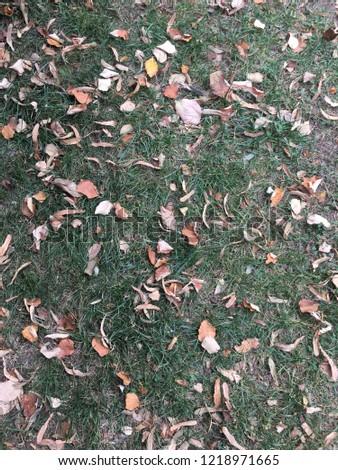 autumn leaves on grass